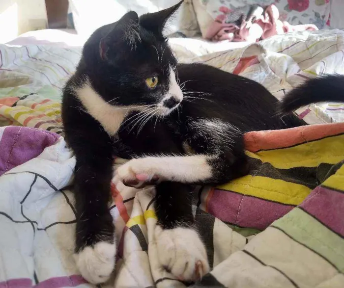 Gato ra a srd idade 2 a 6 meses nome Tom