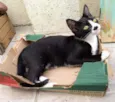 Tom
