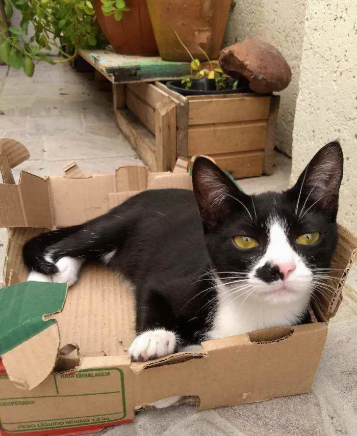 Gato ra a srd idade 2 a 6 meses nome Tom