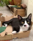 Tom