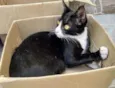Tom