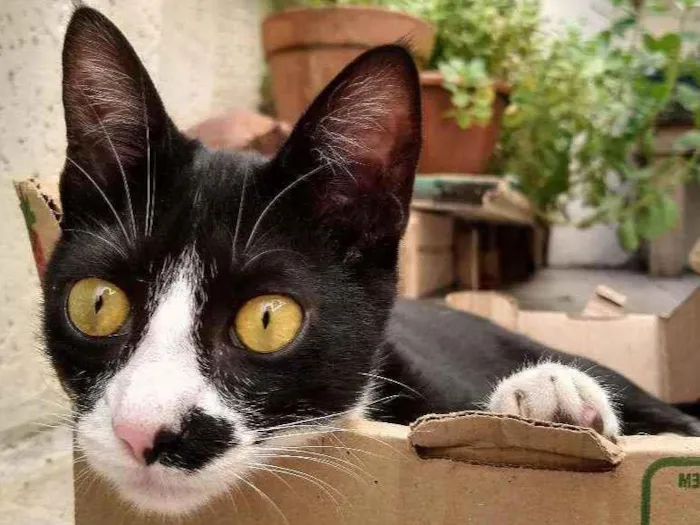 Gato ra a srd idade 2 a 6 meses nome Tom