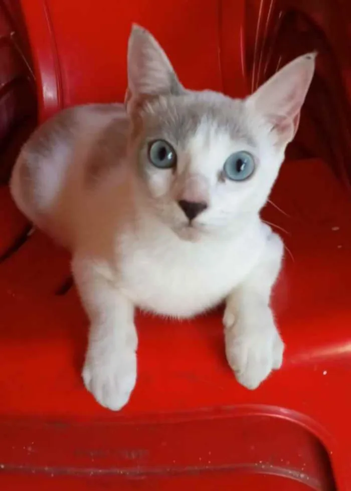 Gato ra a Srd idade 7 a 11 meses nome ×× LUZ ××