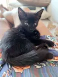 Shiva