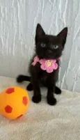 Shiva