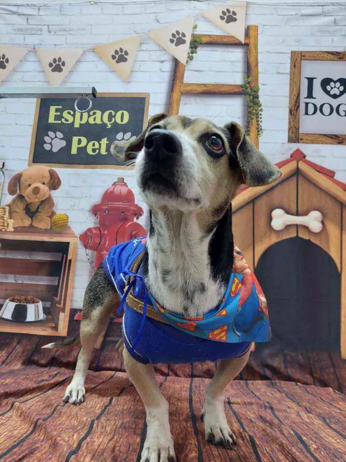 Cachorro raça Srd idade 2 anos nome Pingo