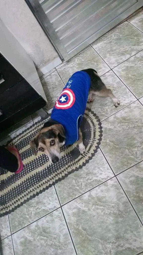 Cachorro raça Srd idade 2 anos nome Pingo