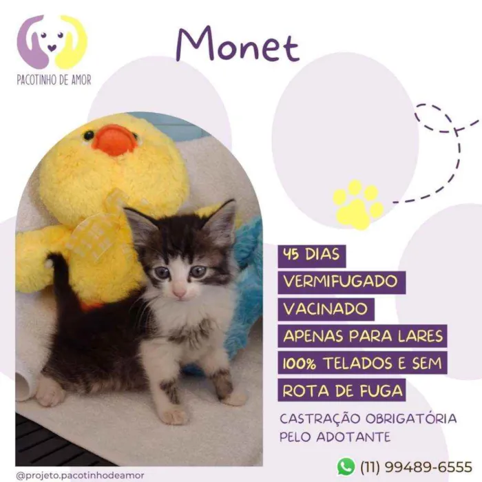Gato raça Srd idade Abaixo de 2 meses nome Monet