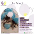 Gato raça Srd idade Abaixo de 2 meses nome Da vinci
