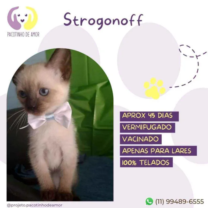 Cachorro raça Srd idade Abaixo de 2 meses nome Strogonoff