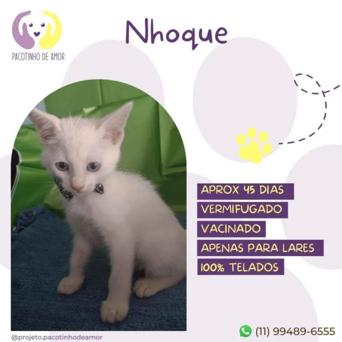 Cachorro raça Srd idade Abaixo de 2 meses nome Nhoque