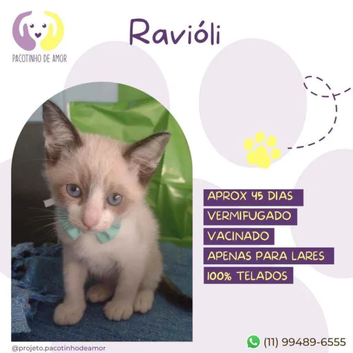 Gato raça Srd idade Abaixo de 2 meses nome Ravioli