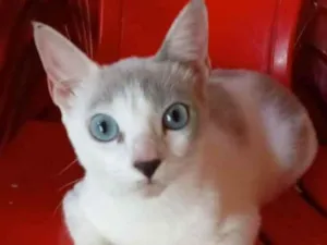 Gato raça Srd idade 7 a 11 meses nome ×× LUZ ××
