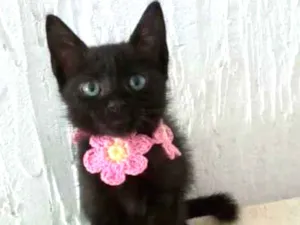 Gato raça Srd idade 2 a 6 meses nome Shiva
