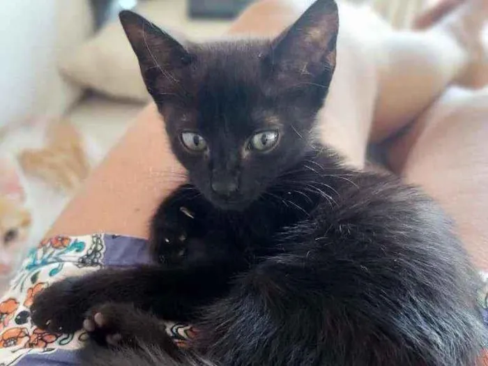 Gato ra a Srd idade 2 a 6 meses nome Shiva