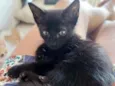 Shiva