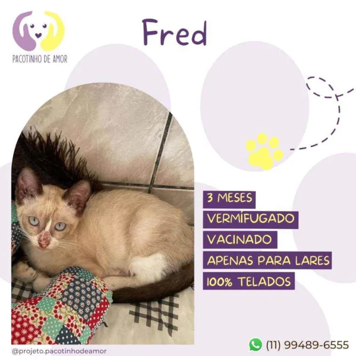 Gato ra a Srd idade 2 a 6 meses nome Fred