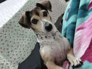 Cachorro raça Srd idade 2 anos nome Pingo