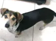 Cachorro raça Srd idade 2 anos nome Pingo