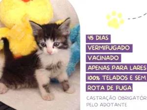 Gato raça Srd idade Abaixo de 2 meses nome Monet