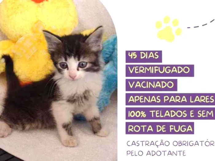 Gato raça Srd idade Abaixo de 2 meses nome Monet
