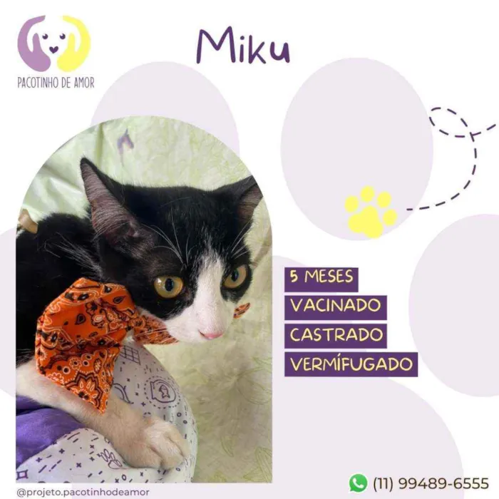 Gato raça Srd idade 2 a 6 meses nome Miku