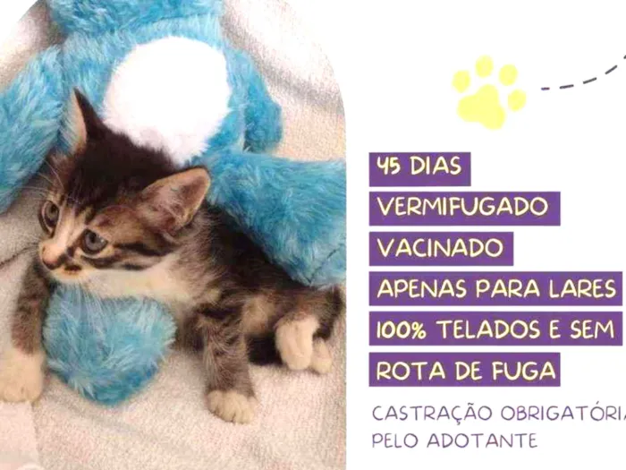 Gato raça Srd idade Abaixo de 2 meses nome Da vinci