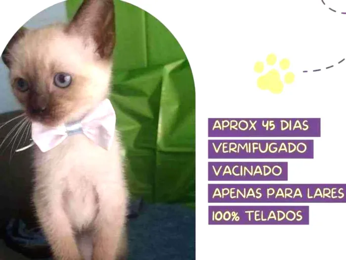 Cachorro raça Srd idade Abaixo de 2 meses nome Strogonoff