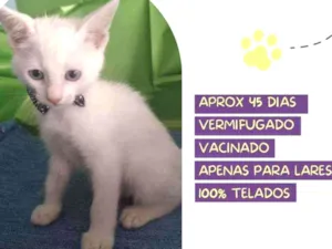 Cachorro raça Srd idade Abaixo de 2 meses nome Nhoque