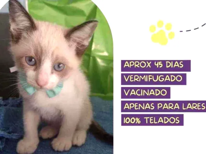 Gato raça Srd idade Abaixo de 2 meses nome Ravioli