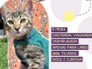 Gato raça Srd idade 2 a 6 meses nome Marisa