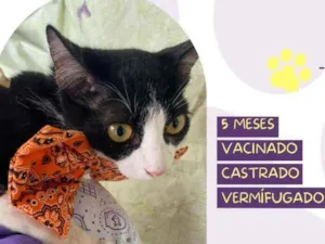 Gato raça Srd idade 2 a 6 meses nome Miku