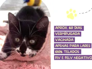 Gato raça Srd idade 2 a 6 meses nome Isabela