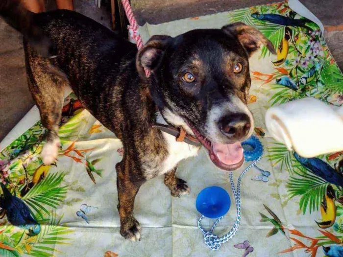 Cachorro raça Srd idade 2 anos nome Fred Flinstone