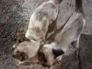 Gato raça Desconhecida  idade 2 a 6 meses nome Nome desconhecido 