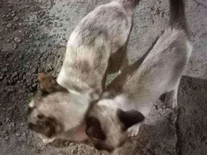 Gato raça Desconhecida  idade 2 a 6 meses nome Nome desconhecido 