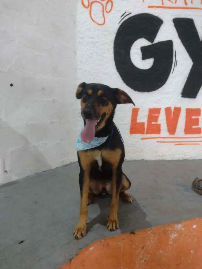 Cachorro raça Srd idade 1 ano nome Sansão