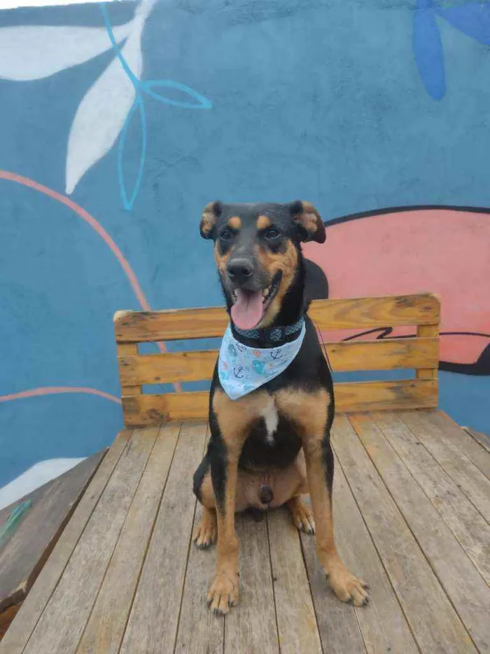 Cachorro raça Srd idade 1 ano nome Sansão