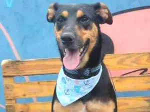 Cachorro raça Srd idade 1 ano nome Sansão