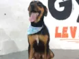 Cachorro raça Srd idade 1 ano nome Sansão