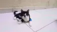 Gatos