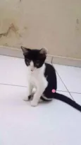Gatos
