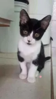 Gatos
