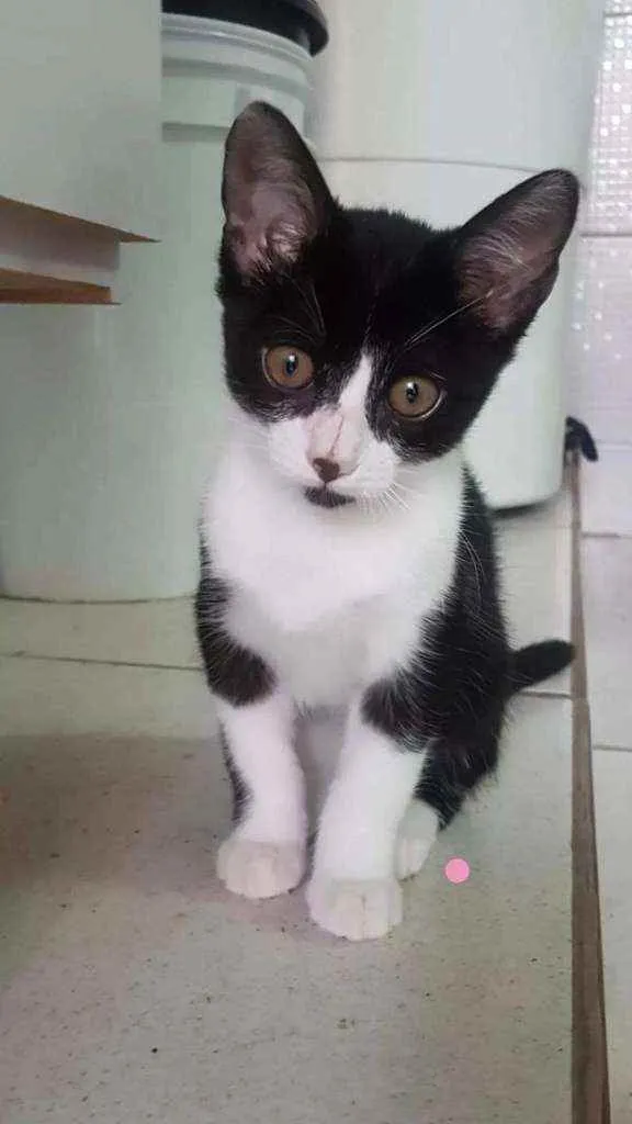 Gato ra a  idade 2 a 6 meses nome Gatos