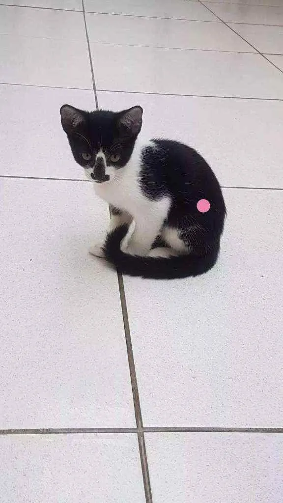 Gato ra a  idade 2 a 6 meses nome Gatos
