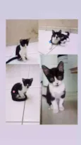 Gatos