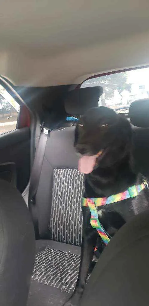 Cachorro raça Srd idade 1 ano nome Pantera