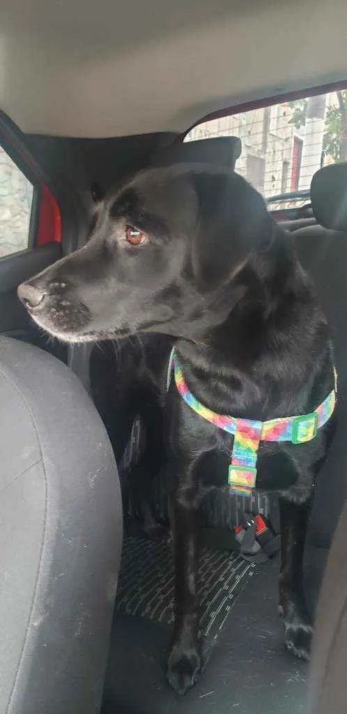 Cachorro raça Srd idade 1 ano nome Pantera