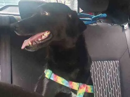 Cachorro raça Srd idade 1 ano nome Pantera