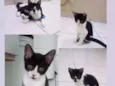 Gatos